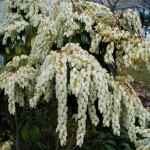 Japanese pieris (Pieris Japonica) 500 seeds