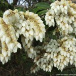 Japanese pieris (Pieris Japonica) 50 seeds