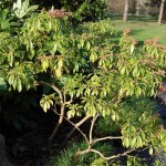 Japanese pieris (Pieris Japonica) 50 seeds