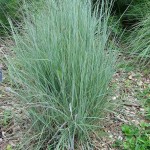 Little Bluestem (Schizachyrium Scoparium) 50 seeds