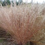 Little Bluestem (Schizachyrium Scoparium) 100 seeds