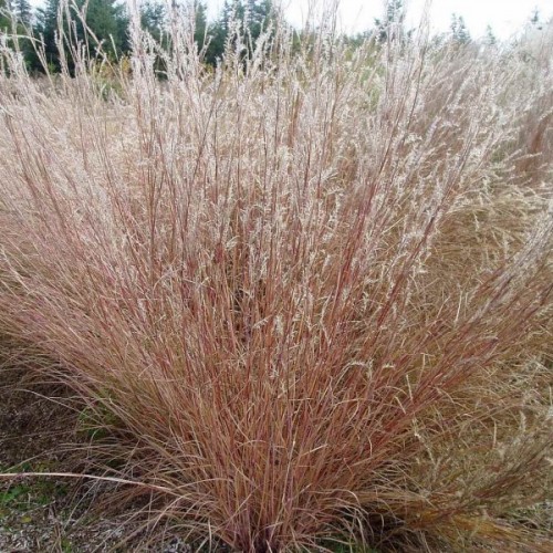 Little Bluestem (Schizachyrium Scoparium) 50 seeds