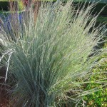 Little Bluestem (Schizachyrium Scoparium) 100 seeds