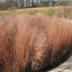 Little Bluestem (Schizachyrium Scoparium) 50 seeds