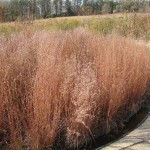 Little Bluestem (Schizachyrium Scoparium) 100 seeds