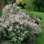 Littleleaf Lilac (Syringa Microphylla) 25 seeds