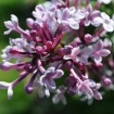 Littleleaf Lilac (Syringa Microphylla) 25 seeds