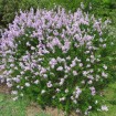 Littleleaf Lilac (Syringa Microphylla) 15 seeds