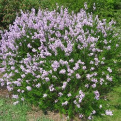 Littleleaf Lilac (Syringa Microphylla) 25 seeds