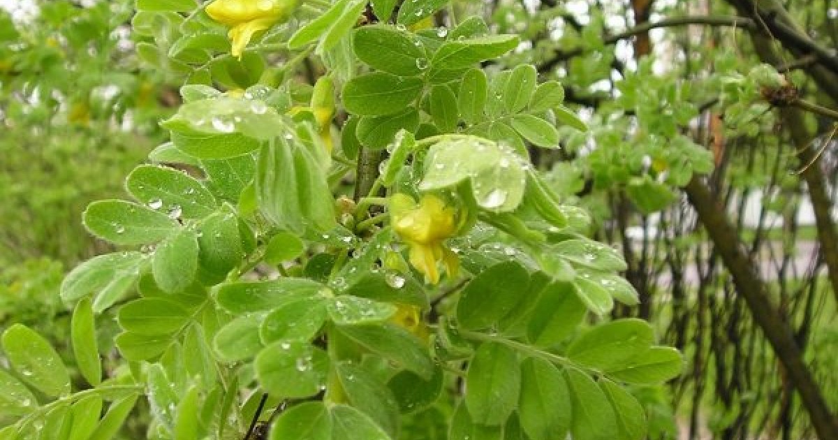 Caragana microphylla LITTLE LEAF SIBERIAN PEA SHRUB Seeds!