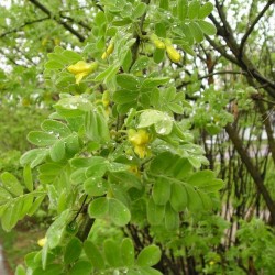 Littleleaf Peashrub (Caragana Microphylla) 15 seeds
