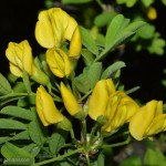 Littleleaf Peashrub (Caragana Microphylla) 25 seeds