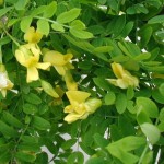 Littleleaf Peashrub (Caragana Microphylla) 25 seeds