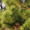 Loblolly Pine (Pinus Taeda) 10 seeds