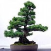 Loblolly Pine (Pinus Taeda) 5 seeds
