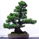 Loblolly Pine (Pinus Taeda) 10 seeds