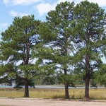 Loblolly Pine (Pinus Taeda) 10 seeds