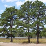 Loblolly Pine (Pinus Taeda) 5 seeds