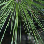 Loblolly Pine (Pinus Taeda) 5 seeds