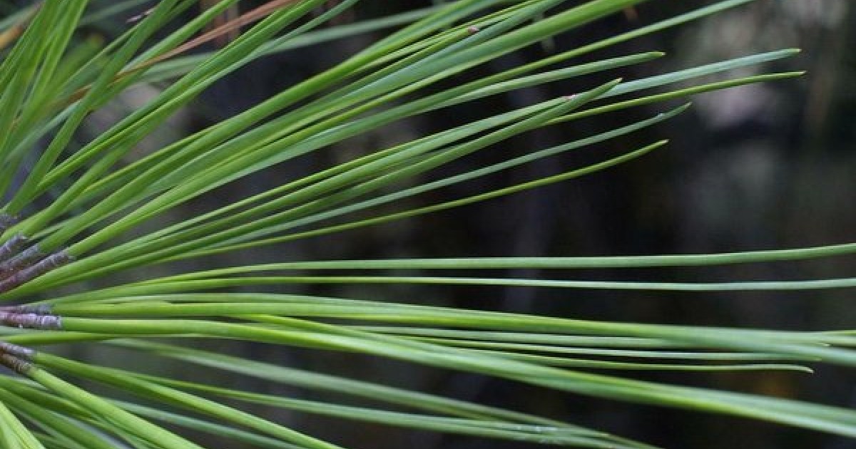 Buy Loblolly Pine (Pinus Taeda) 10+ seeds online :: Seeds :: HobbySeeds  Store