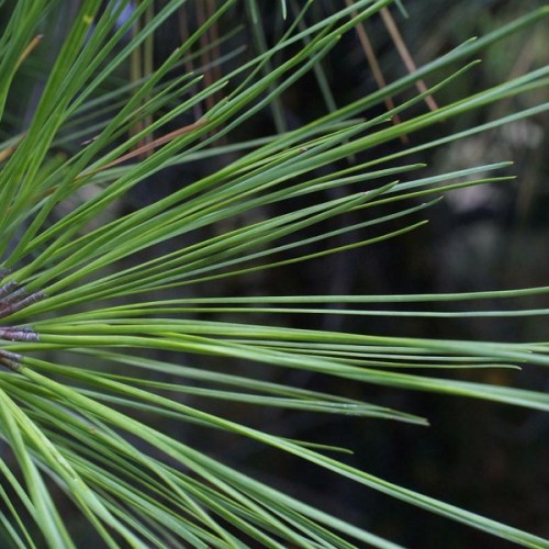 Loblolly Pine (Pinus Taeda) 10 seeds