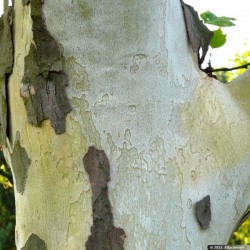 London Plane, Hybrid Plane Tree (Platanus Acerifolia) 15 seeds