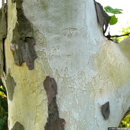 London Plane, Hybrid Plane Tree (Platanus Acerifolia) 30 seeds
