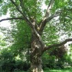 London Plane, Hybrid Plane Tree (Platanus Acerifolia) 50 seeds
