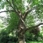 London Plane, Hybrid Plane Tree (Platanus Acerifolia) 15 seeds