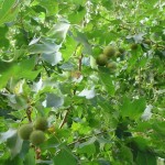 London Plane, Hybrid Plane Tree (Platanus Acerifolia) 15 seeds