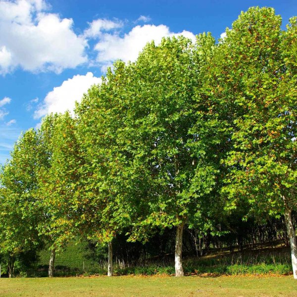 50 SEEDS HYBRID PLANE TREE Platanus Acerifolia LONDON PLANE
