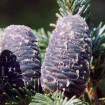 Lovely Fir (Abies Amabilis) 20 seeds