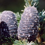 Lovely Fir (Abies Amabilis) 10 seeds