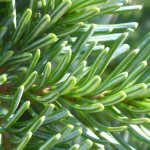 Lovely Fir (Abies Amabilis) 20 seeds