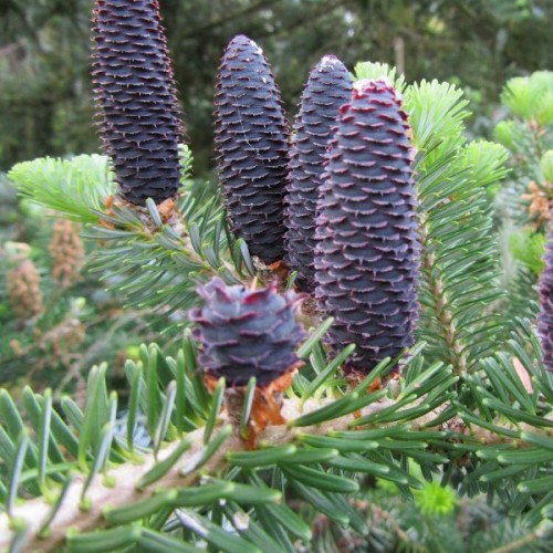 Lovely Fir (Abies Amabilis) 20 seeds