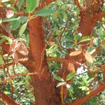 Madrone (Arbutus Menziesii) 5 seeds