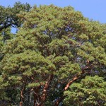 Madrone (Arbutus Menziesii) 2 seeds