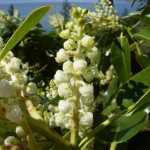 Madrone (Arbutus Menziesii) 2 seeds