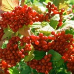 Magnolia Vine (Schisandra Chinensis) 10 seeds