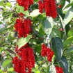 Magnolia Vine (Schisandra Chinensis) 10 seeds