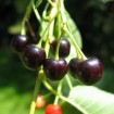Mahaleb Cherry (Prunus Mahaleb) 5 seeds