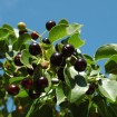 Mahaleb Cherry (Prunus Mahaleb) 10 seeds