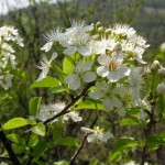 Mahaleb Cherry (Prunus Mahaleb) 5 seeds