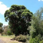 Mahogany Gum (Eucalyptus Botroydes) 100 seeds