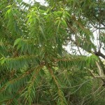 Mahogany Gum (Eucalyptus Botroydes) 200 seeds