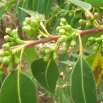 Mahogany Gum (Eucalyptus Botroydes) 50 seeds