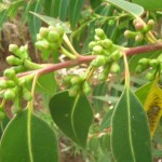 Mahogany Gum (Eucalyptus Botroydes) 200 seeds