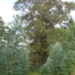 Mahogany Gum (Eucalyptus Botroydes) 200 seeds