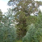 Mahogany Gum (Eucalyptus Botroydes) 50 seeds