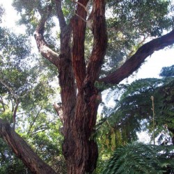 Mahogany Gum (Eucalyptus Botroydes) 100 seeds